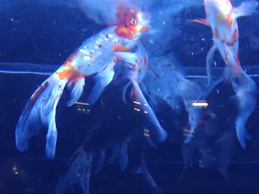 すみだ水族館に投稿された画像（2020/8/10）