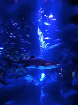 すみだ水族館に投稿された画像（2020/8/10）