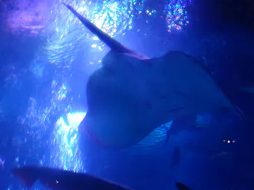 すみだ水族館に投稿された画像（2020/8/10）