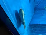 アクアワールド茨城県大洗水族館に投稿された画像（2020/8/10）
