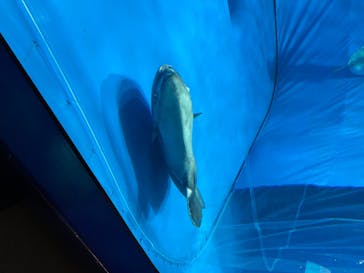 アクアワールド茨城県大洗水族館に投稿された画像（2020/8/10）