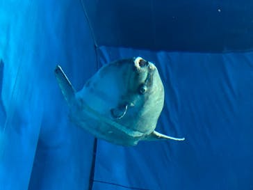 アクアワールド茨城県大洗水族館に投稿された画像（2020/8/10）