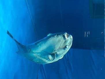 アクアワールド茨城県大洗水族館に投稿された画像（2020/8/10）