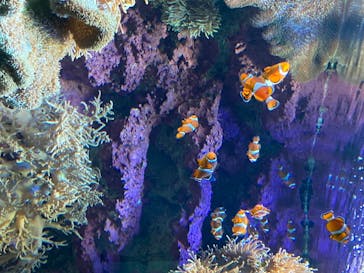 サンシャイン水族館に投稿された画像（2020/8/10）