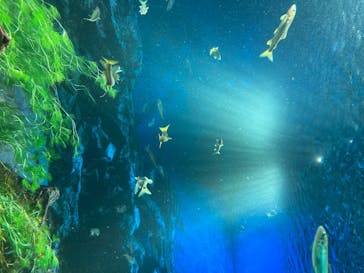 サンシャイン水族館に投稿された画像（2020/8/10）