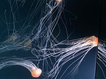 サンシャイン水族館に投稿された画像（2020/8/10）