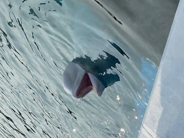 横浜・八景島シーパラダイスに投稿された画像（2020/8/10）