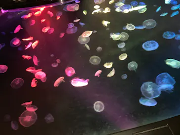 すみだ水族館に投稿された画像（2020/8/10）