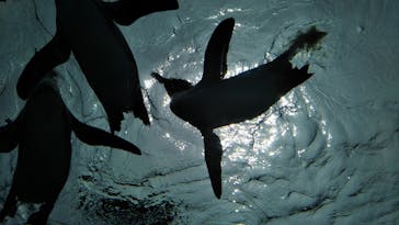 サンシャイン水族館に投稿された画像（2020/8/10）