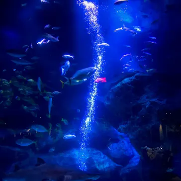 すみだ水族館に投稿された画像（2020/8/10）