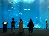 アクアワールド茨城県大洗水族館に投稿された画像（2020/8/11）