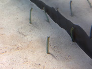 アクアワールド茨城県大洗水族館に投稿された画像（2020/8/10）