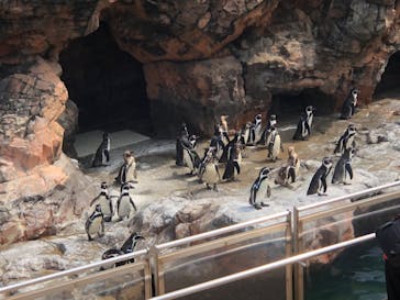 アクアワールド茨城県大洗水族館に投稿された画像（2020/8/10）