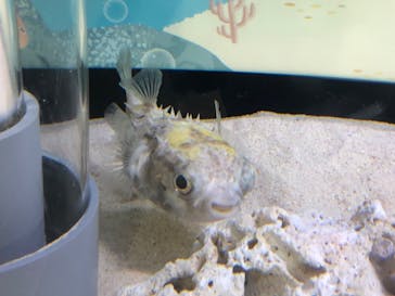 アクアワールド茨城県大洗水族館に投稿された画像（2020/8/10）