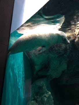 アクアワールド茨城県大洗水族館に投稿された画像（2020/8/10）