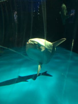 アクアワールド茨城県大洗水族館に投稿された画像（2020/8/10）