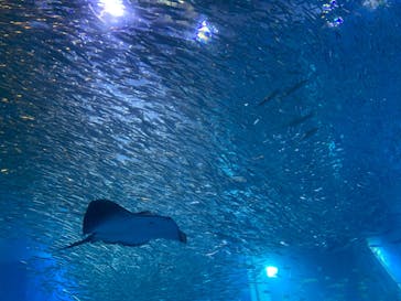 横浜・八景島シーパラダイスに投稿された画像（2020/8/10）