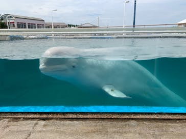 横浜・八景島シーパラダイスに投稿された画像（2020/8/10）