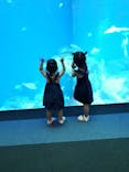 アクアワールド茨城県大洗水族館に投稿された画像（2020/8/11）