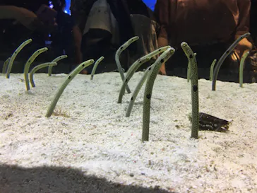 すみだ水族館に投稿された画像（2020/8/11）