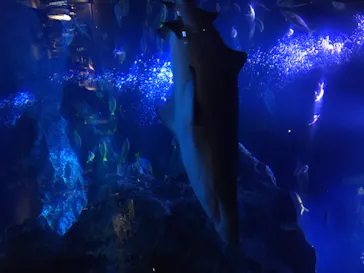 すみだ水族館に投稿された画像（2020/8/11）