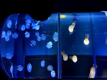 すみだ水族館に投稿された画像（2020/8/11）