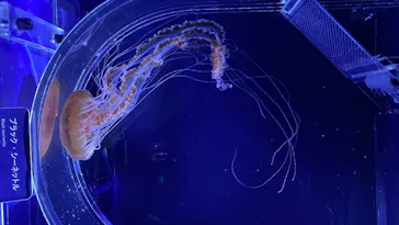 すみだ水族館に投稿された画像（2020/8/11）