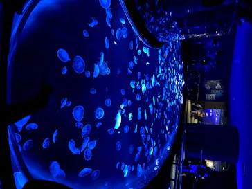 すみだ水族館に投稿された画像（2020/8/11）