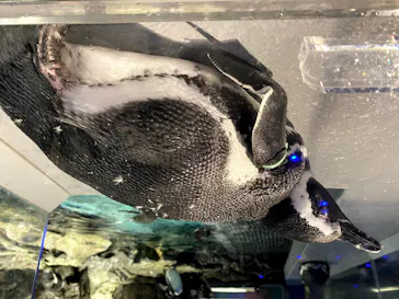 すみだ水族館に投稿された画像（2020/8/11）