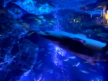 すみだ水族館に投稿された画像（2020/8/11）