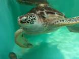仙台うみの杜水族館に投稿された画像（2020/8/11）