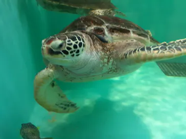 仙台うみの杜水族館に投稿された画像（2020/8/11）