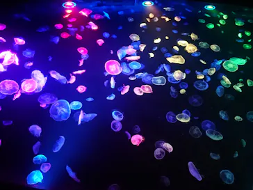 すみだ水族館に投稿された画像（2020/8/11）