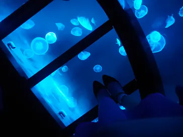 すみだ水族館に投稿された画像（2020/8/11）