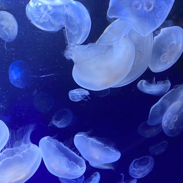 サンシャイン水族館に投稿された画像（2020/8/11）