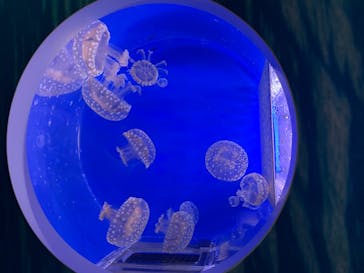 横浜・八景島シーパラダイスに投稿された画像（2020/8/11）