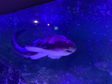 横浜・八景島シーパラダイスに投稿された画像（2020/8/11）