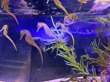 横浜・八景島シーパラダイスに投稿された画像（2020/8/11）