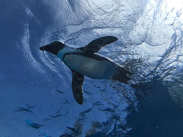 サンシャイン水族館に投稿された画像（2020/8/11）