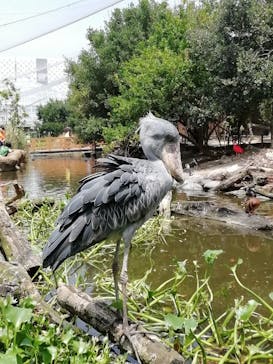 神戸どうぶつ王国に投稿された画像（2020/8/11）