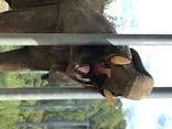 しろとり動物園に投稿された画像（2020/8/11）