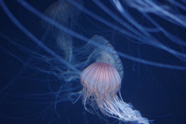 サンシャイン水族館に投稿された画像（2020/8/11）