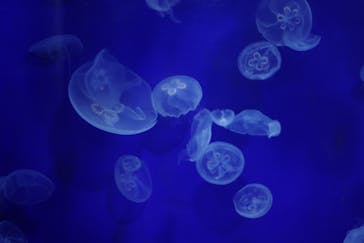 サンシャイン水族館に投稿された画像（2020/8/11）