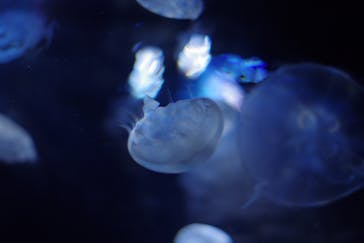 サンシャイン水族館に投稿された画像（2020/8/11）