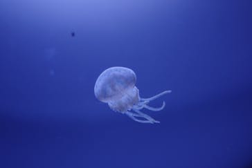 サンシャイン水族館に投稿された画像（2020/8/11）