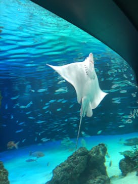 サンシャイン水族館に投稿された画像（2020/8/11）