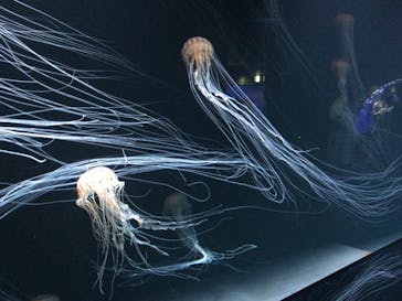 サンシャイン水族館に投稿された画像（2020/8/11）