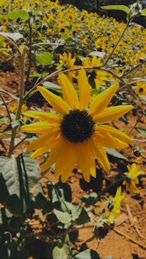 成田ゆめ牧場に投稿された画像（2020/8/11）