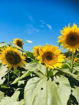 成田ゆめ牧場に投稿された画像（2020/8/11）