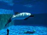 仙台うみの杜水族館に投稿された画像（2020/8/11）